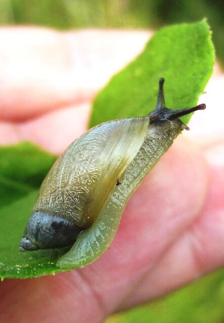 Die "Diamantschnecke" hilft uns aus dem Dickicht heraus ...
