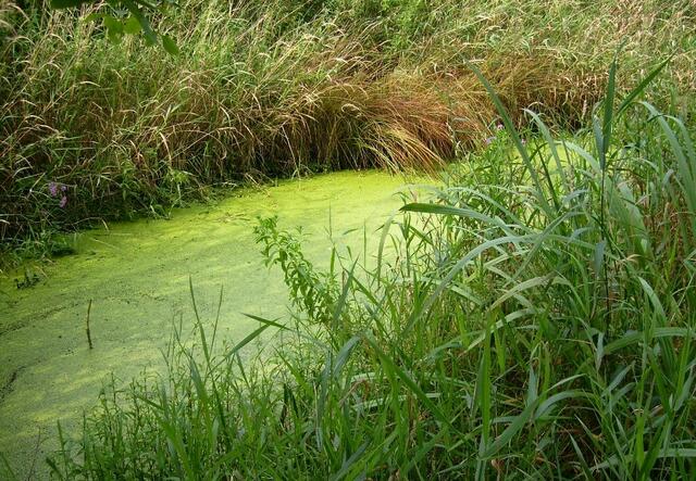 Da ist er nun, der "Große grüne See" - furchteinflössend und irre tief und moorig ...