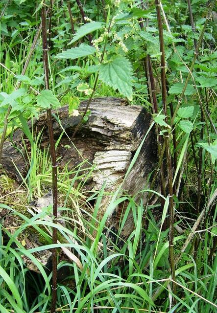 Der erste Hinweis - Reste eines versunkenen ...???