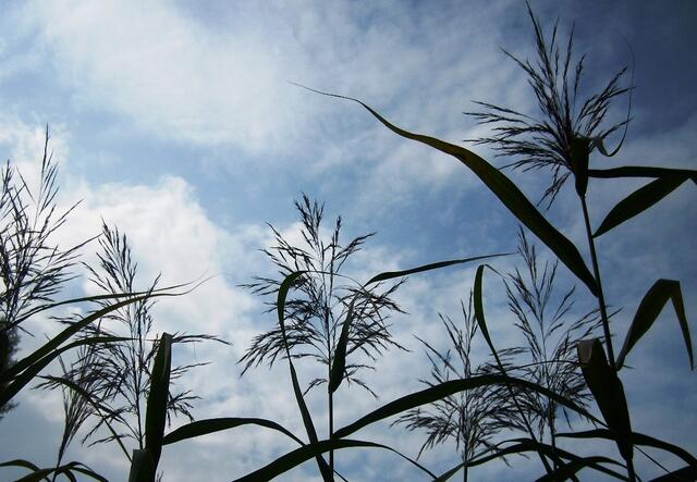 Vielarmige Gestalten schauen finster von oben auf uns herab ...