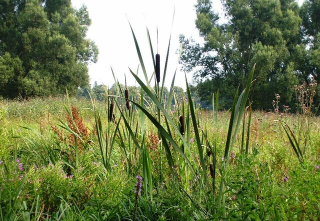 Die langen "Moorkerls" formieren sich, uns zu vertreiben ...