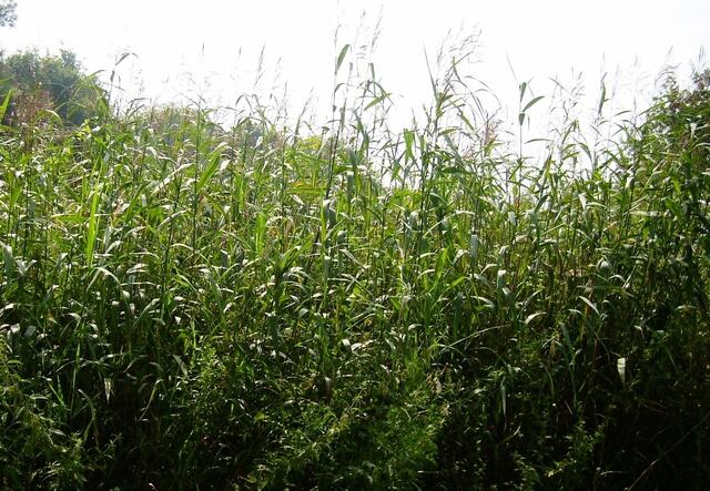 ... kommen wir endlich im tiefen Moor an!