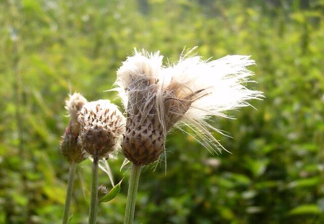 ... oder ein falscher Atemzug ...