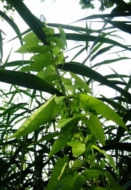 ... viele sind drinnen geblieben und wurden nie wieder gesehen ...