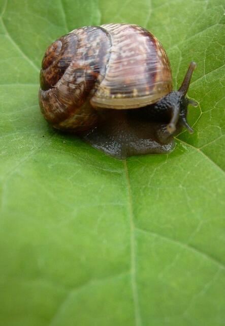 Durch das wilde Dickicht kamen wir nur sehr langsam voran ...