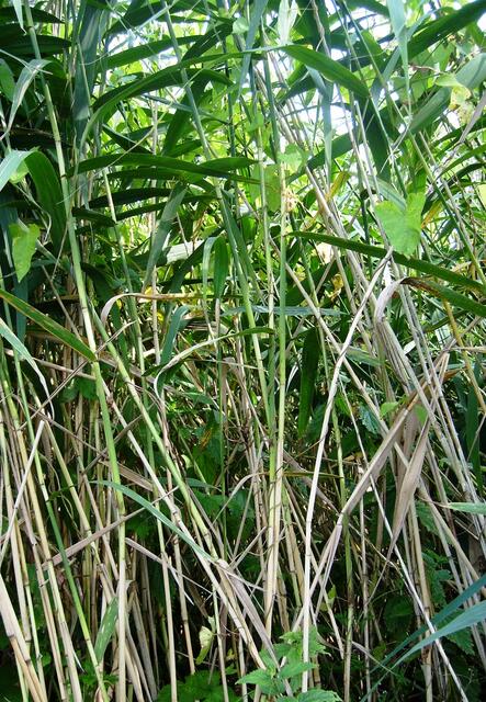 ... schon wartet die nächste Hürde - das "Riesenschilfgras" verstellt uns den Weg ...