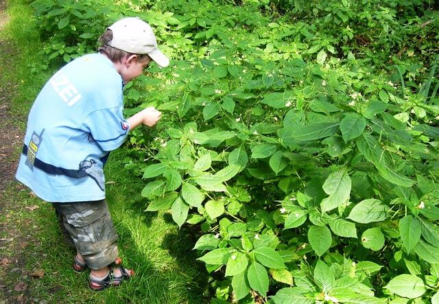 "Onkel Kai, guck mal, ganz viel Marienkäfer ..."