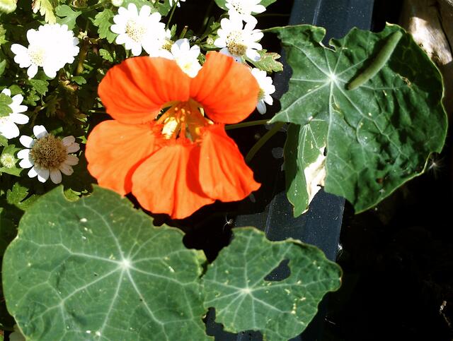 Kapuzinerkresse mit Raupe auf dem Blatt