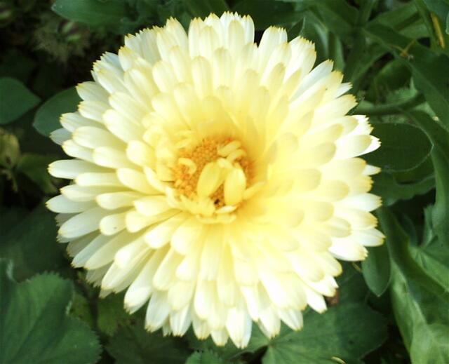Zartgelbe Ringelblume