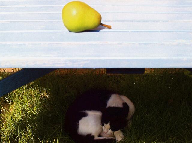 Birne auf und Kater unter dem Tisch