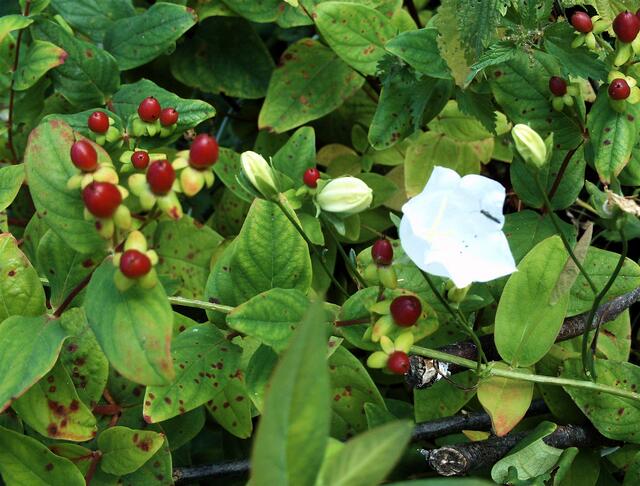 Blut-Johanniskraut mit weißer Glockenblume
