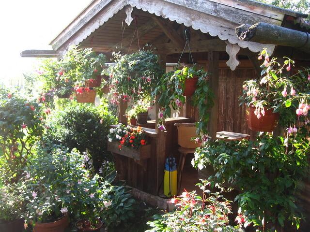 Im Garten unserer Pension: 400 Fuchsien-Pflanzen in Töpfen