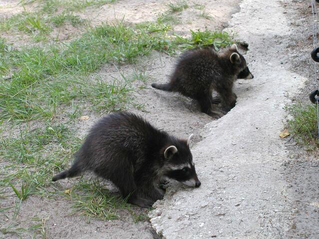 Waschbärbabys, die sind so ja süß!