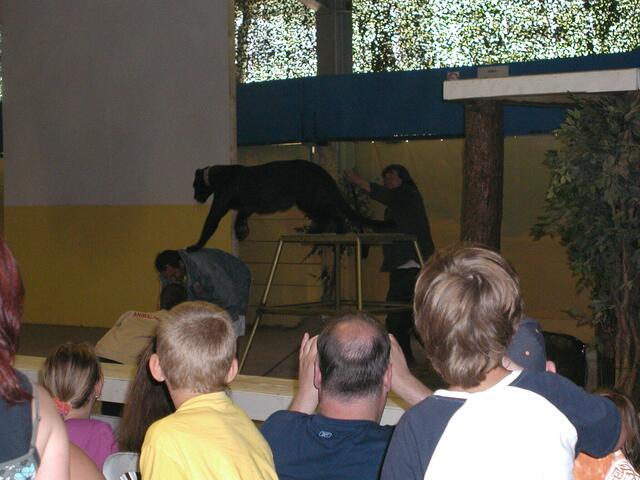 70 kg schwerer Panther springt galant drüber weg.