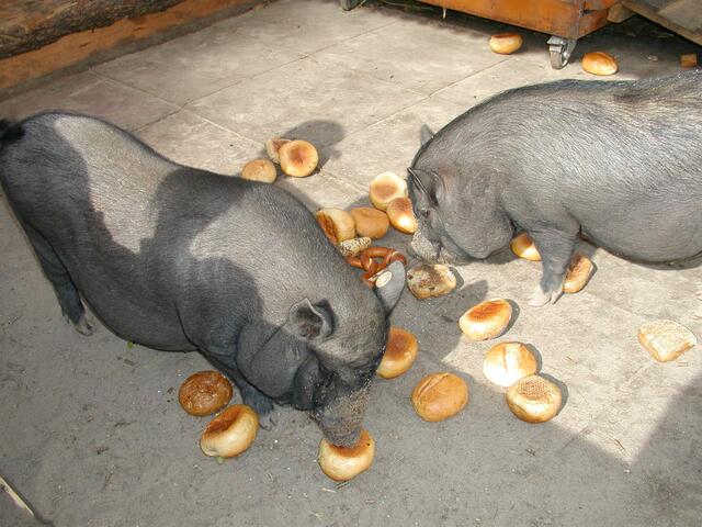 Guten Appetit! Ein Hängebauchschwein ist ein ordentliches Tier, man kann es auch wie einen Hund zu Hause halten.