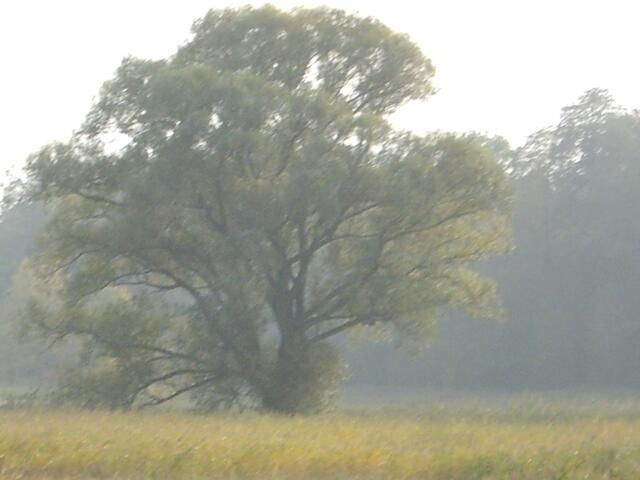 Der Gleiche Baum
