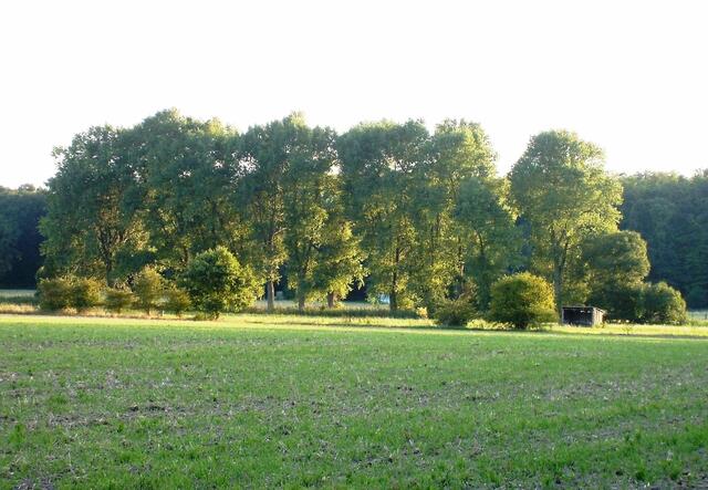durch die Sophientaler Feldmark gehen wir immer in Richtung Wald ...