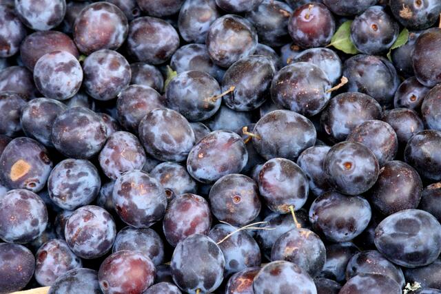 Lecker - blaue Zwetschen