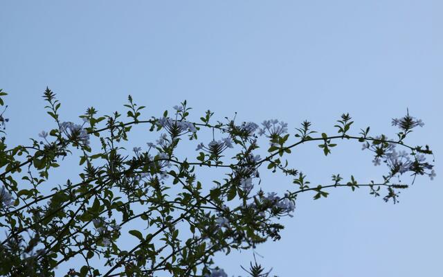 Blau, blau, blau ---