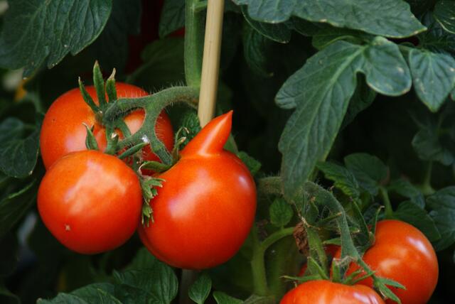 Tomaten im Blumenladen