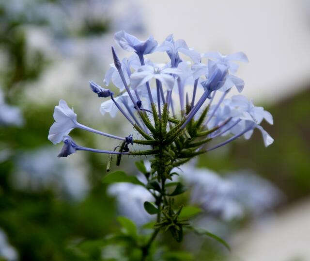 Zartes Blau