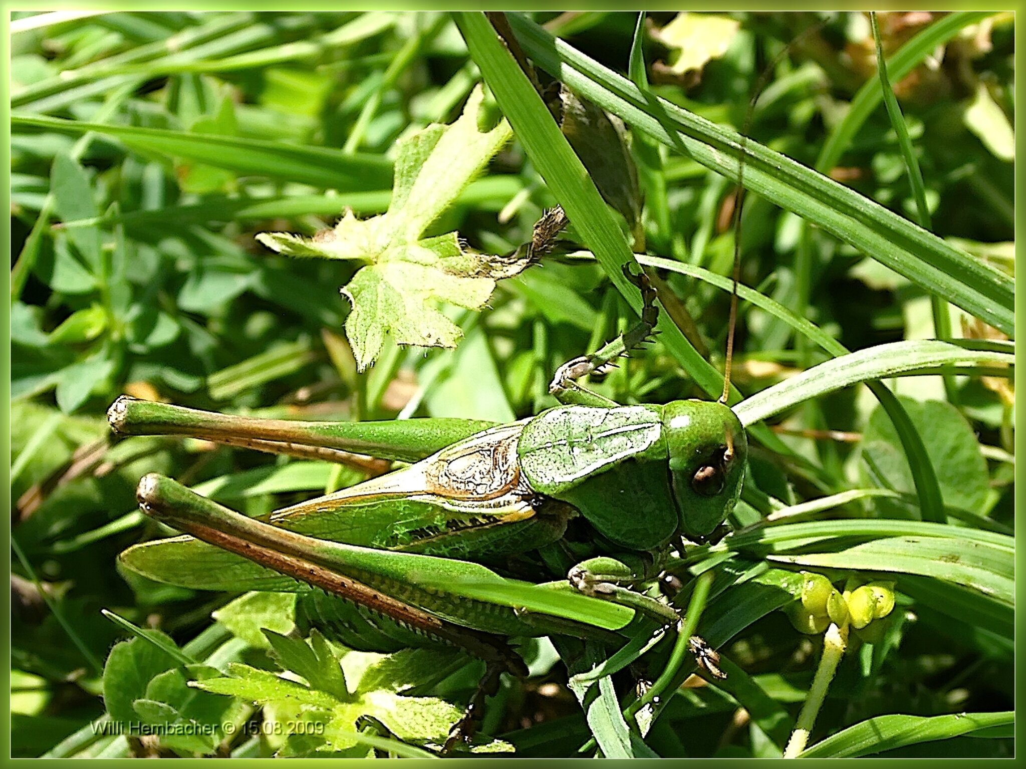 Der Warzenbeißer (Decticus verrucivorus) ein Meister der Tarnung