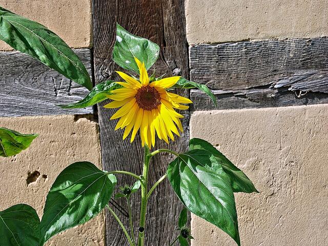 Einfach nur schön - Sonnenblume in der Sonne !!!