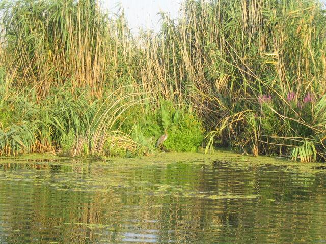 Reiher