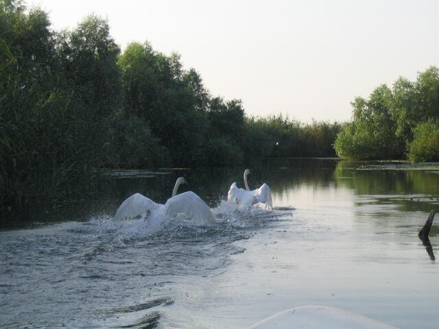 Ein Schwanenpaar bei einem Ablenkungsmanöver