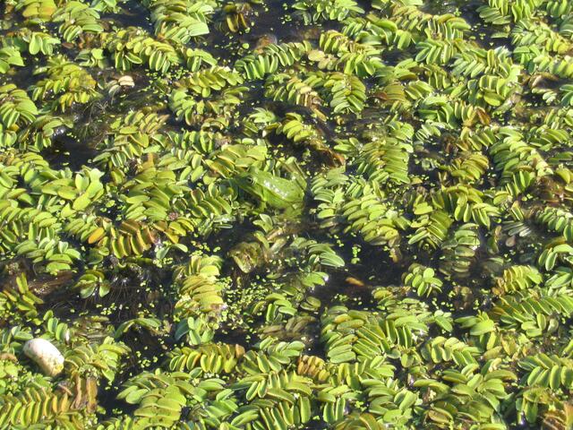 Wassersalat