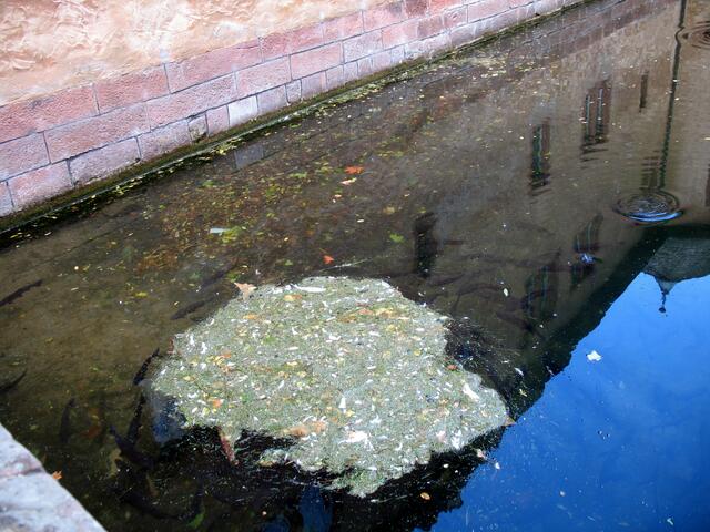 Wasser - Spiegelung - Fische