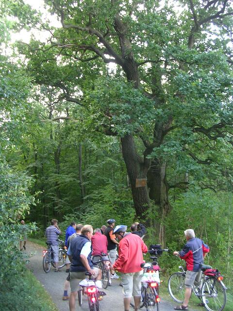 Die Postbuche im Oderwald