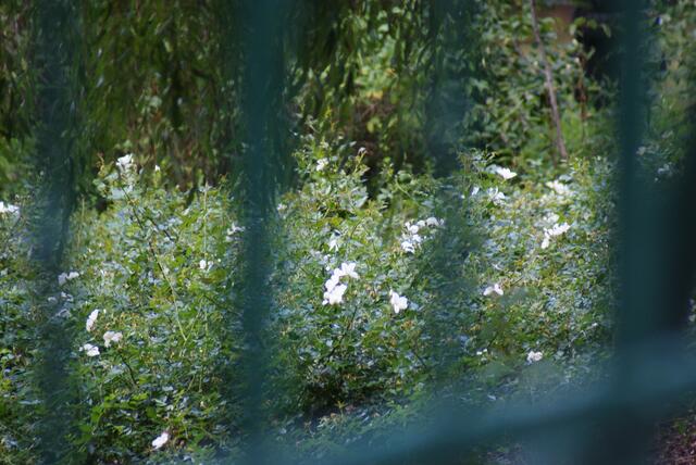 Sogar Blumen gibt es da!