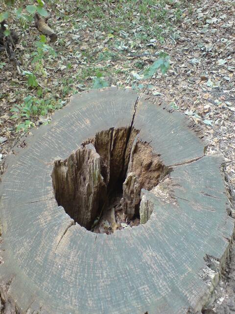 Baumstumpf.