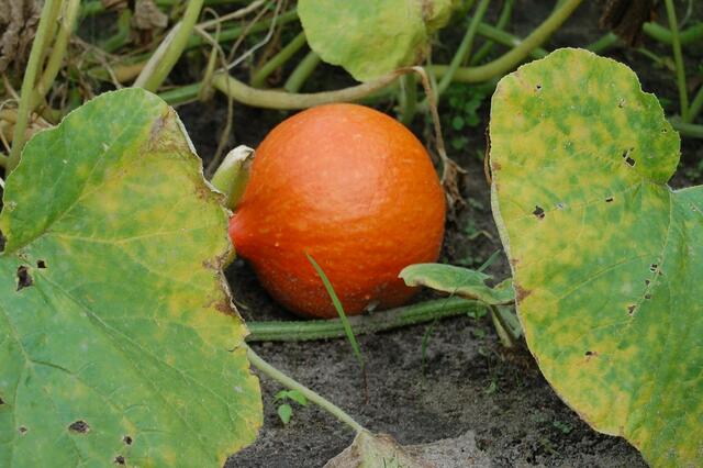 &#8230; Hokkaido ist der unschlagbare Star in der Küche. Er hat festes, kräftig orange-rotes Fleisch, braucht nicht geschält zu werden und kann auch im Ganzen geschmort werden. Seine Lagerfähigkeit reicht bis weit in den März hin