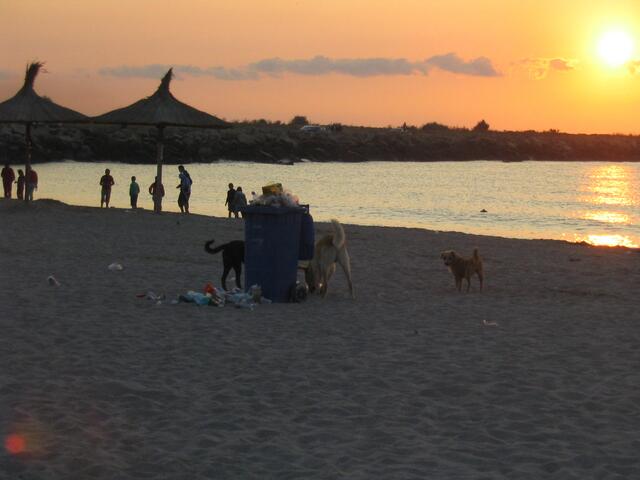 Für die wilden Hunde keine Idylle, hier geht es ums Überleben