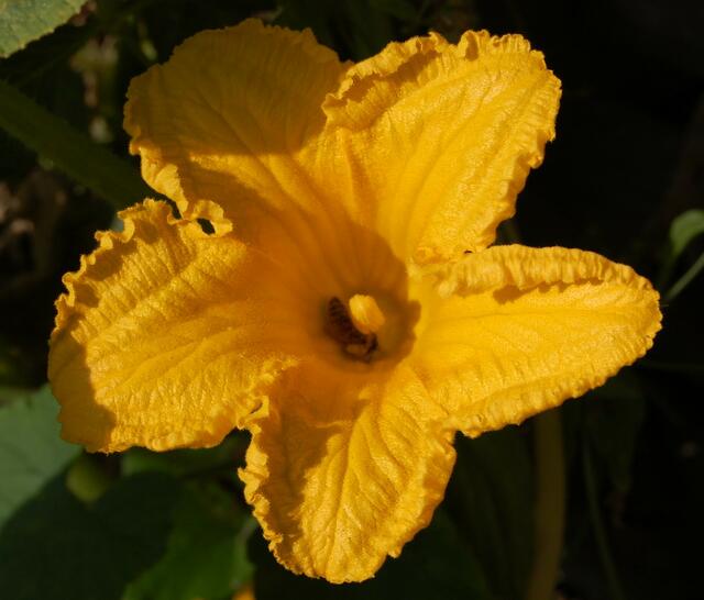 &#8230;Kürbis-Blüte&#8230;