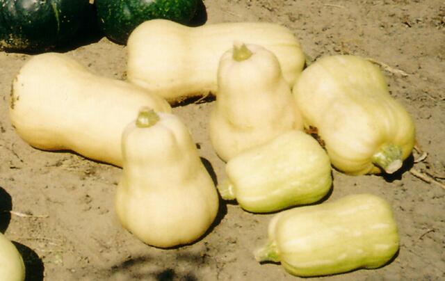 -&#8230;Butternut, wie eine riesige Birne mit festem Fleisch und wenigen Kernen&#8230;