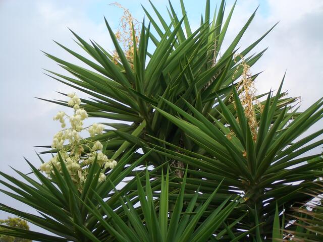 Palmen in voller Blüte