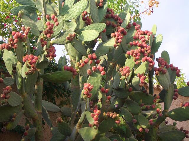 dieser Kaktus ist so groß wie ein Baum und stand noch vor einer Woche in voller Blüte