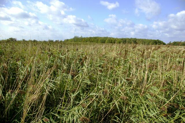 Wind weht über Vogelverstecke