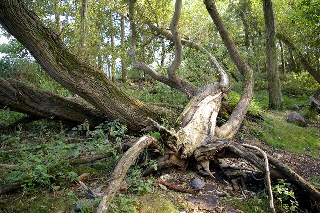 der Baum hat Auswüchse, wie eine Riesenkrabbe