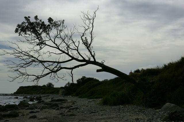 der will einfach nicht kippen, er wächst munter weiter