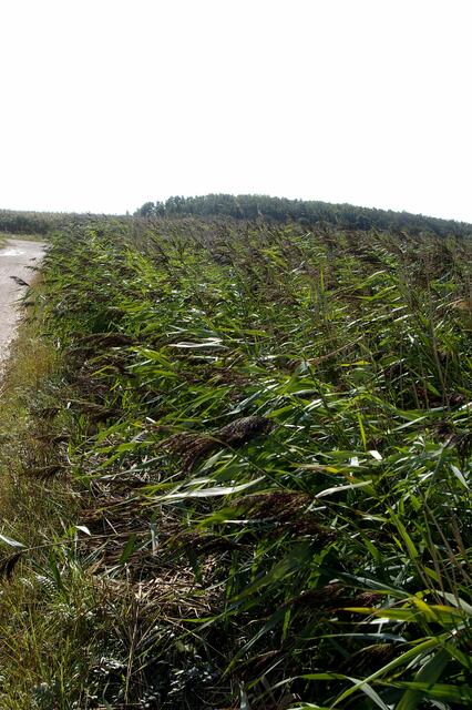 Wind voll von der Seite