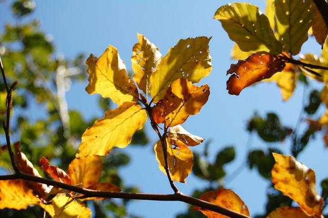 Waldimpressionen - Herbstlaub der Buche