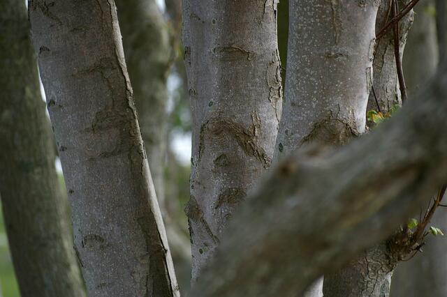 das ist von einem Baum