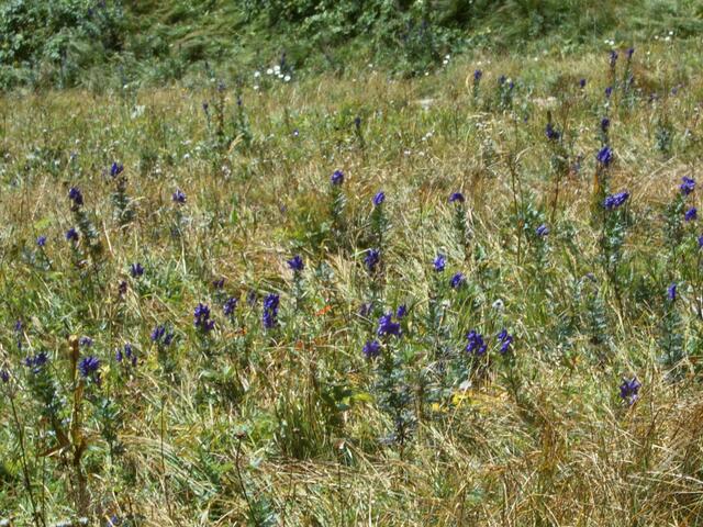 Bergwiesen voller Blumen