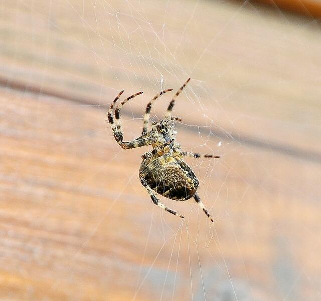 Spinnen habe ich reichlich im Garten