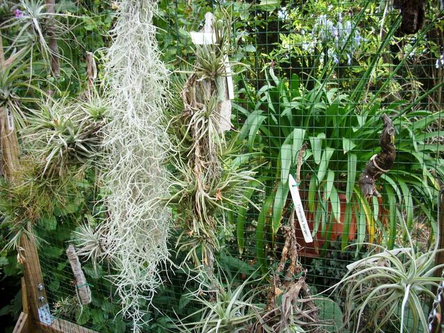 Tillandsia Bergeri