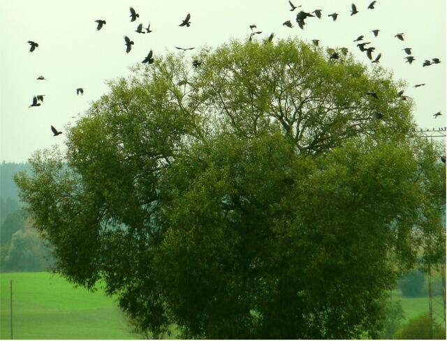 Alle Vögel fliegen.....hoch!